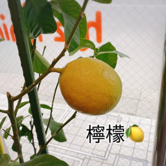 お店での中で育ててきたレモン🍋
そろそろ収穫です☺️

#レモン#🍋#檸檬#鉢植えレモン#鉢植え

hi-z hair
横浜市都筑区中川中央1-22-11 エミリオ1F
045-532-6226

#美容室#ショートカット#個室サロン#一人営業サロン#大人のプライベートサロン#こだわりの美容室#艶カラー#炭酸泉#炭酸泉スパ#電子トリートメント#美容室ジプシー#アンチエイジング#センター北#センター北美容室#都筑区#イルミナカラー#フローディアトリートメント#ノンジアミンカラー#ケアプロ#ムコタトリートメント#オラプレックス#ジアミンかぶれ#カラーかぶれ#一人美容室